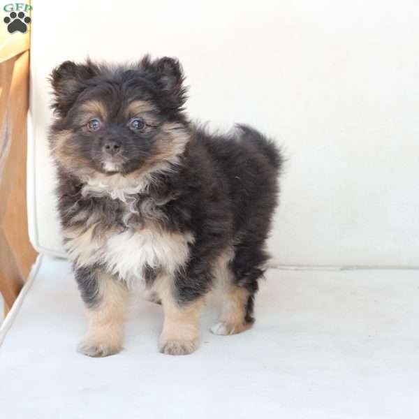 Ellie, Pomeranian Puppy