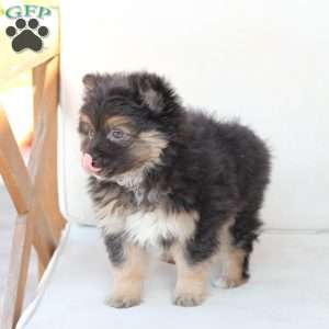 Ellie, Pomeranian Puppy