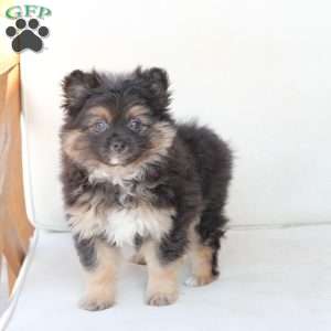Ellie, Pomeranian Puppy
