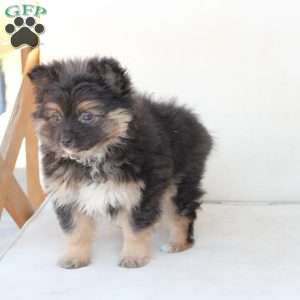 Ellie, Pomeranian Puppy