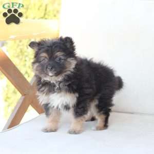Ellie, Pomeranian Puppy