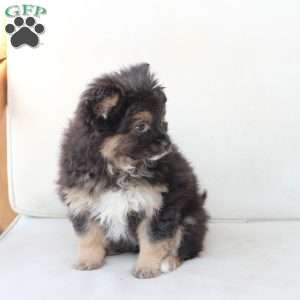 Ellie, Pomeranian Puppy
