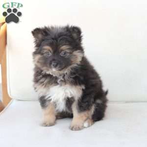 Ellie, Pomeranian Puppy
