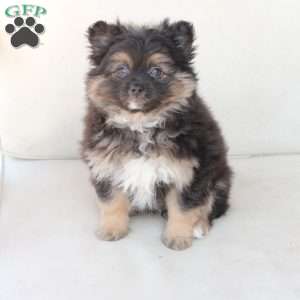 Ellie, Pomeranian Puppy