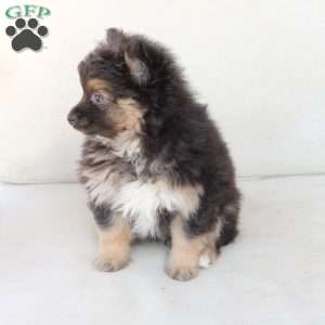 Ellie, Pomeranian Puppy