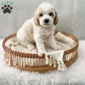 Rye, Cavapoo Puppy