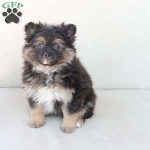 Ellie, Pomeranian Puppy