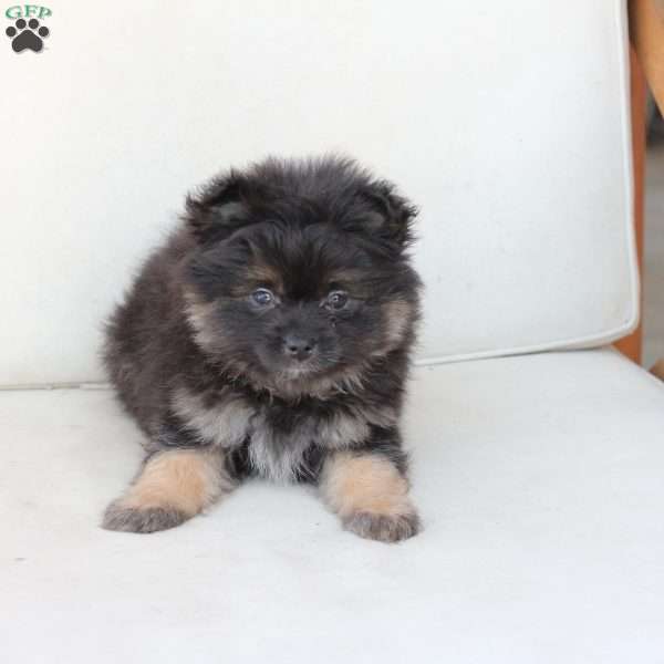 Bear, Pomeranian Puppy