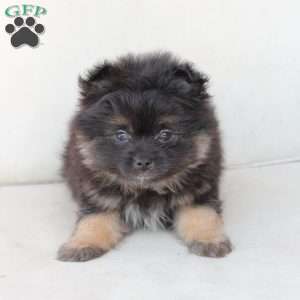 Bear, Pomeranian Puppy