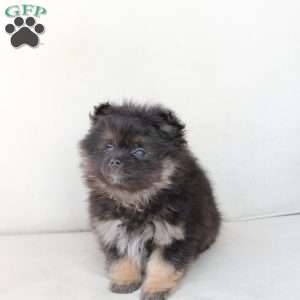 Bear, Pomeranian Puppy