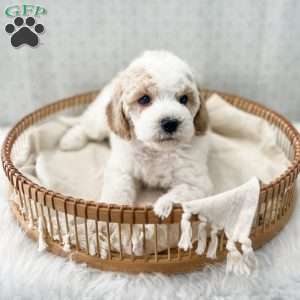 Rye, Cavapoo Puppy