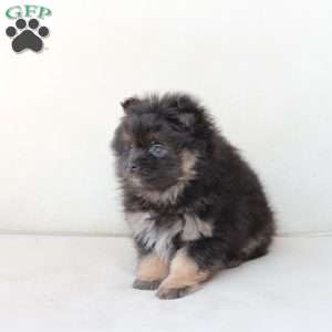 Bear, Pomeranian Puppy