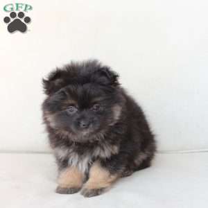 Bear, Pomeranian Puppy