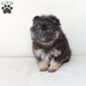 Bear, Pomeranian Puppy