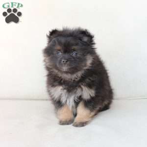 Bear, Pomeranian Puppy