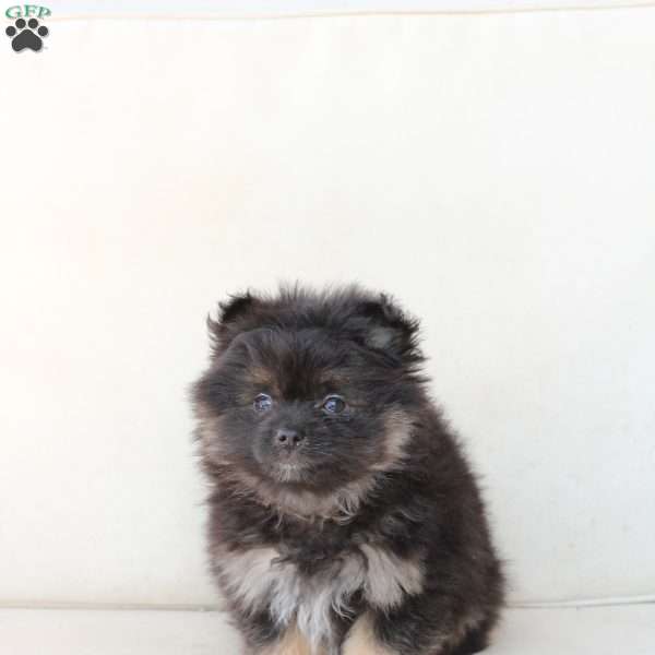 Bear, Pomeranian Puppy