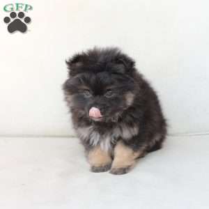 Bear, Pomeranian Puppy