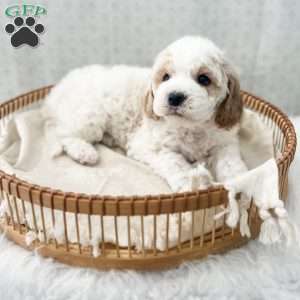 Rye, Cavapoo Puppy