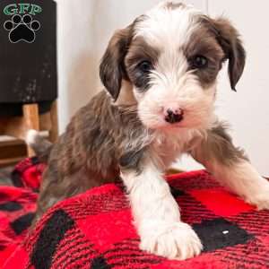 Arrow, Mini Sheepadoodle Puppy