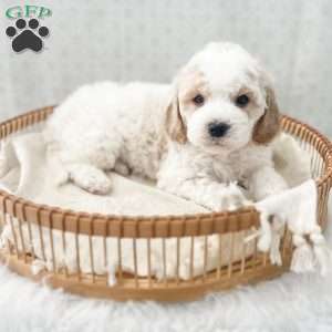 Rye, Cavapoo Puppy