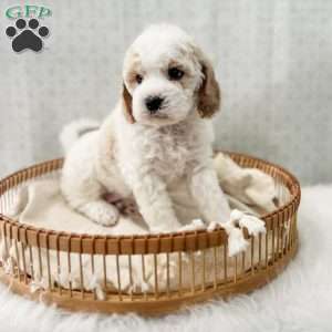 Rye, Cavapoo Puppy