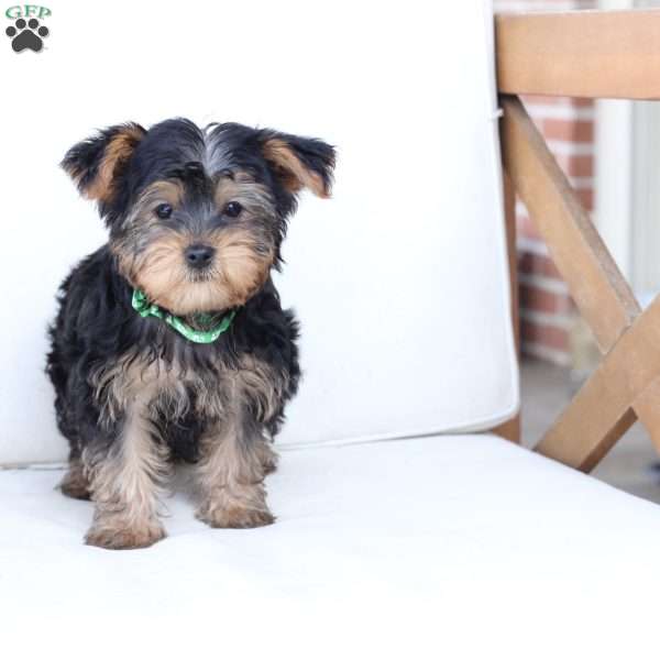Winston, Yorkie Puppy