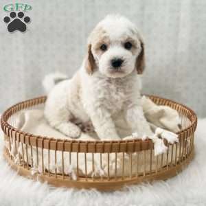 Rye, Cavapoo Puppy