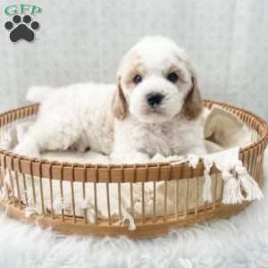Rye, Cavapoo Puppy