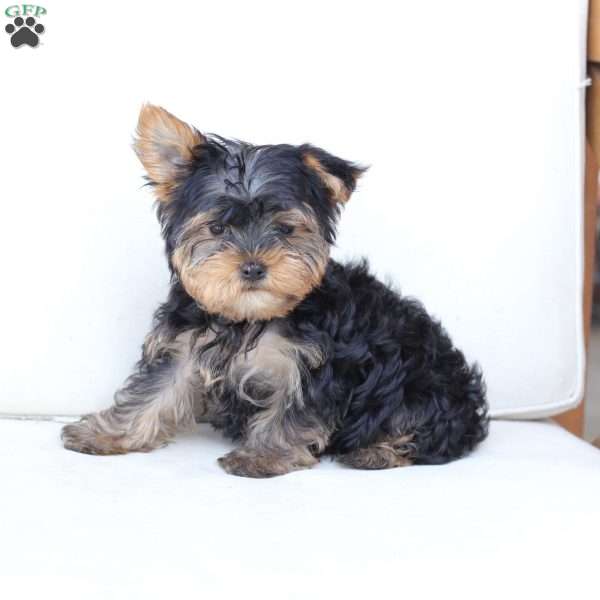 Oliver, Yorkie Puppy