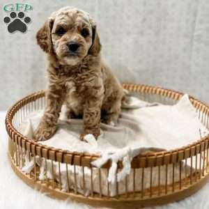 Remi, Cavapoo Puppy