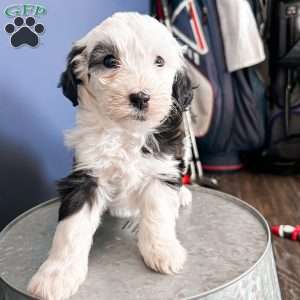 Bella, Mini Sheepadoodle Puppy