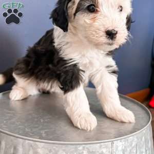 Bella, Mini Sheepadoodle Puppy