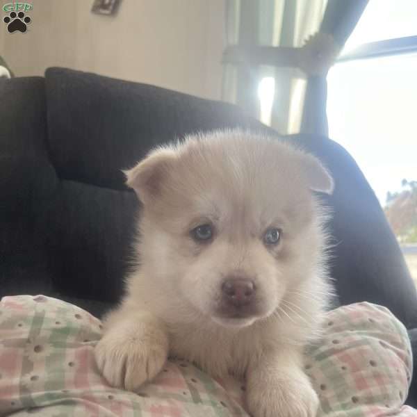 King, Pomsky Puppy