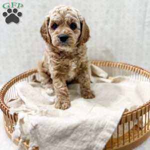 Remi, Cavapoo Puppy