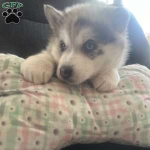 Kody, Pomsky Puppy