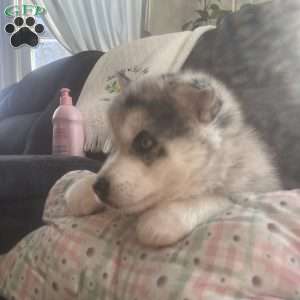 Kody, Pomsky Puppy