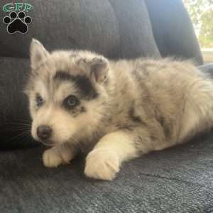 Kody, Pomsky Puppy