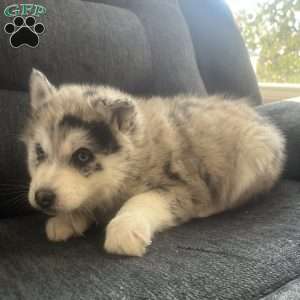 Kody, Pomsky Puppy