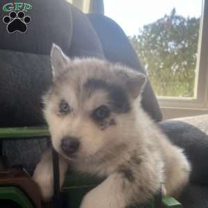 Kody, Pomsky Puppy