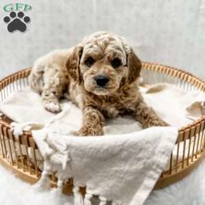 Remi, Cavapoo Puppy