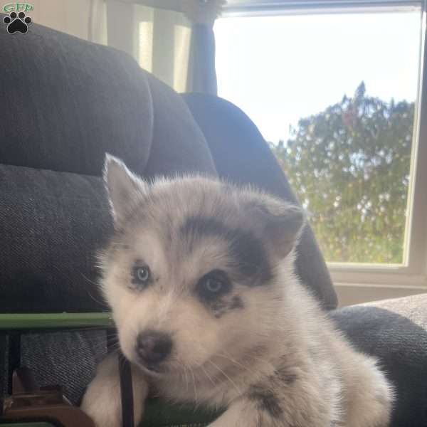 Kody, Pomsky Puppy