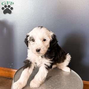 Bella, Mini Sheepadoodle Puppy
