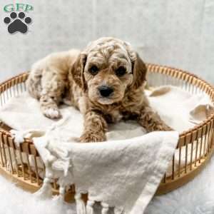 Remi, Cavapoo Puppy