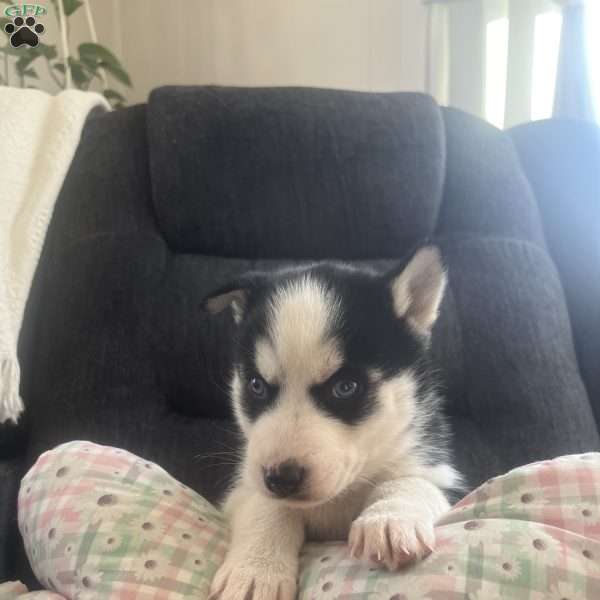 Dallas, Pomsky Puppy