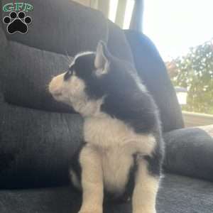 Dallas, Pomsky Puppy