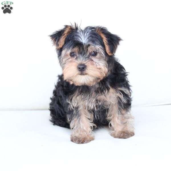 Milo, Yorkie Puppy