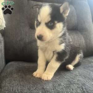 Dallas, Pomsky Puppy