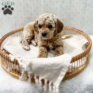 Remi, Cavapoo Puppy