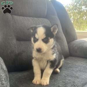 Dallas, Pomsky Puppy