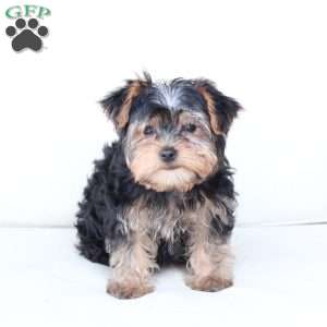 Milo, Yorkie Puppy